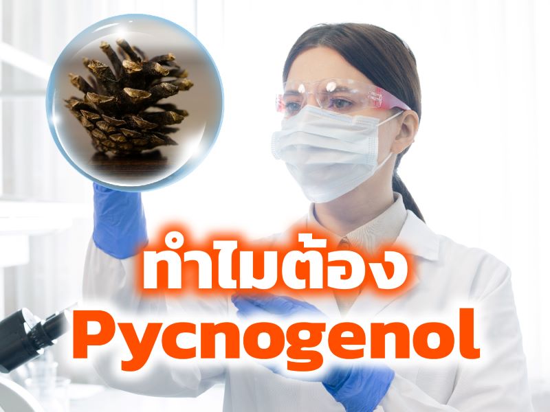 ทำไมต้อง pycnogenol