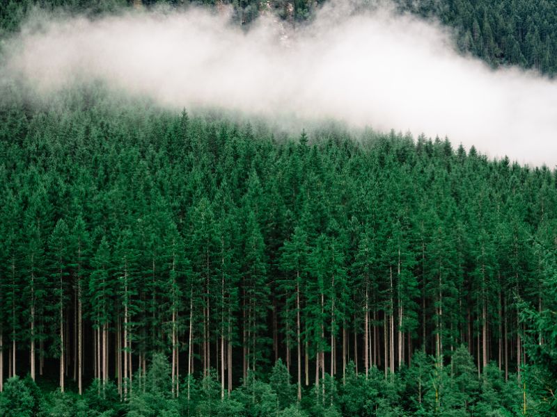 NADH และ Pycnogenol เคล็ดลับขั้นสุดของการชะลอวัย